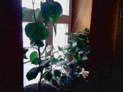 Hibiskus Fenster3.JPG