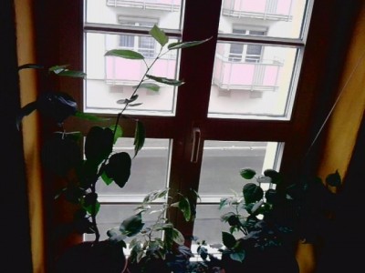 Hibiskus Fenster2.JPG