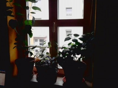 Hibiskus Fenster.JPG