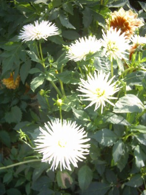 Garten (9).JPG