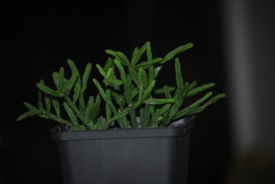 rhipsalisuco 013yy.jpg