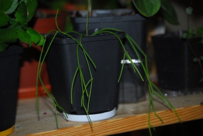 rhipsalisuco 011yy.jpg