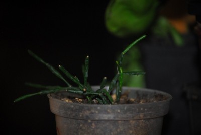 rhipsalisuco 007yy.jpg