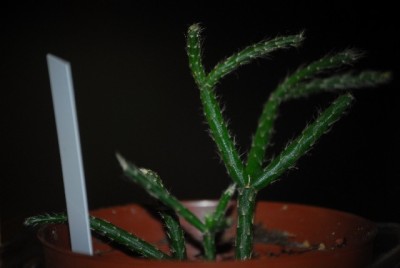 rhipsalisuco 002yy.jpg