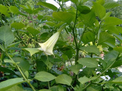 weiße Blüte Engelstr.jpg