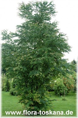 cercidiphyllum_japonicum_hohenheim_2_-_210607.jpg