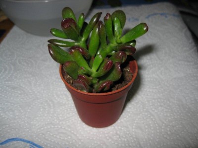 Crassula_ovata_hobbit oder horn tree.jpg
