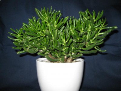 Crassula ovata 'Gollum'.JPG