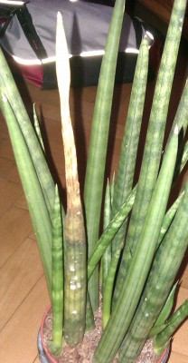 IMAG00581111222.JPG