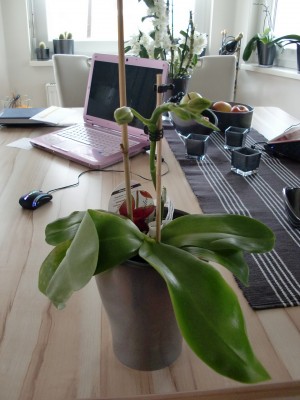 Phalaenopsis Liodoro 1.jpg