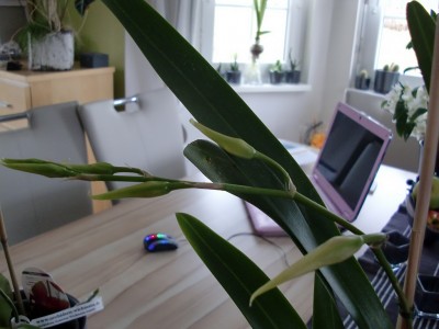 Beallara Peggy Ruth Carpenter 2.jpg