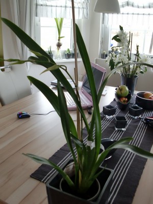 Beallara Peggy Ruth Carpenter 1.jpg