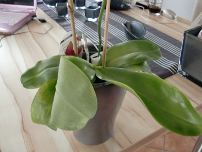 Phalaenopsis Liodoro 2.jpg