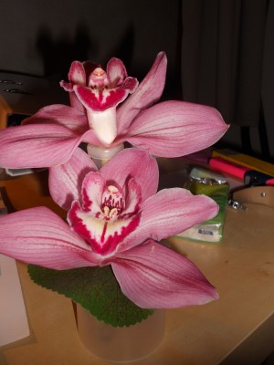 DSCN0503.JPG