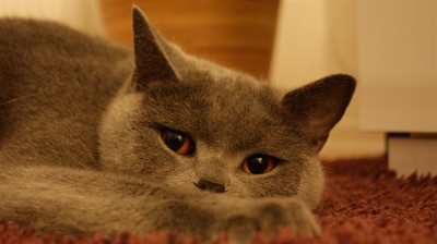 DSC00784 (Groß).JPG