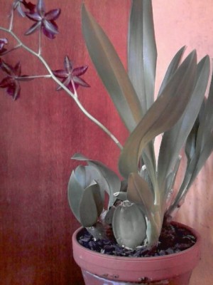 Camria'weinrot mit weiteren Orchideen im Topf.JPG