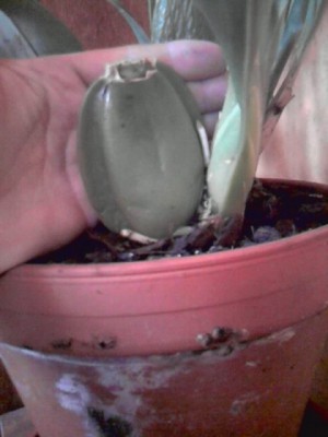 Cambria'weinrot mit großer Bulbe..im Vergleich ist meine Hand dahinter...JPG