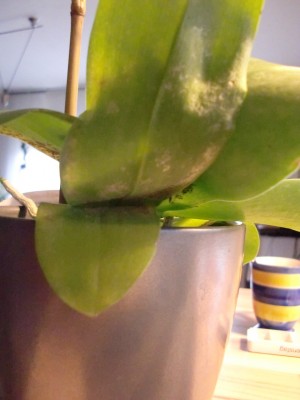 Phalaenopsis Liodoro 4.jpg