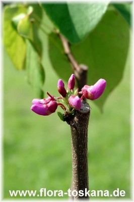 cercis_siliquastrum_3_-_digi.jpg