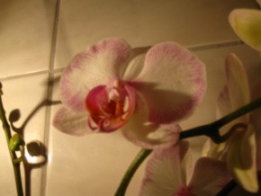 Phalenopsis gemusterte Blüte 002-1.jpg