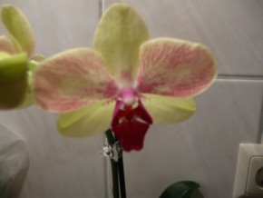 Phalenopsis gemusterte Blüte 001-1.jpg