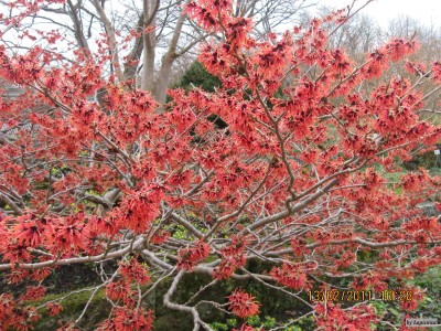 Hamamelis 'Rot Bruns'.jpeg