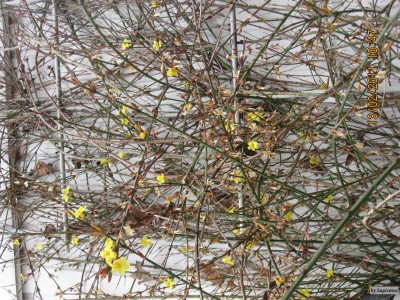 Winterjasmin.jpeg