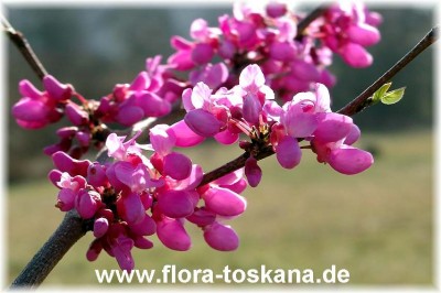 cercis_siliquastrum_-_digi.jpg