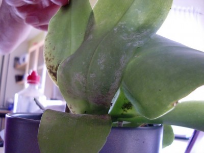 Phal Liodoro Blätter 2.jpg