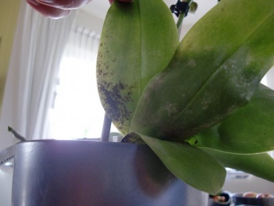 Phal Liodoro Blätter 1.jpg