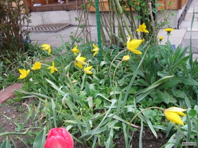 Tulipa sylvestris.JPG
