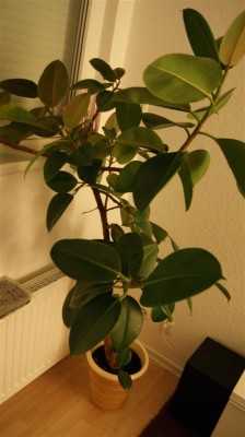 DSC00938 (Groß).JPG