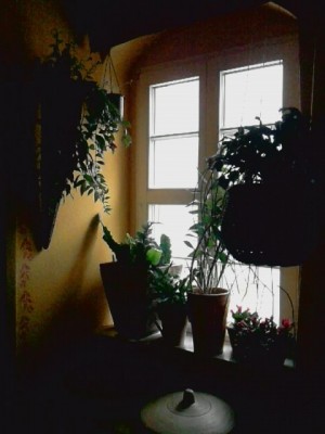 ..links hinten noch mal der Epiphyllum Pot...JPG