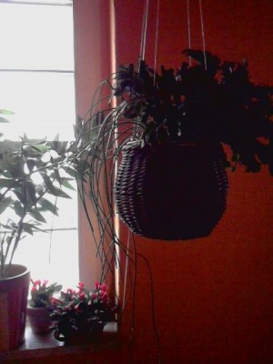 im Vordergrund Schlumbergera und Rhipsalis grandiflora'Hintergrund rechts Osterkakteen rot blühend...JPG