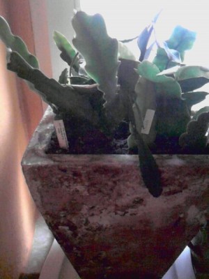 diverse Epiphyllum...JPG