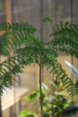 jacaranda 004yy.jpg