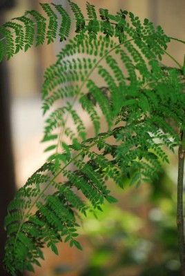 jacaranda 003yy.jpg