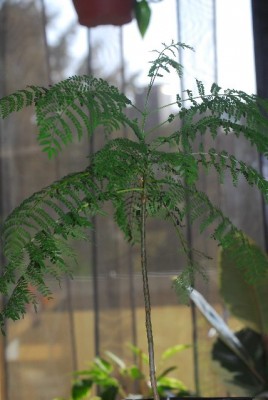 jacaranda 002yy.jpg