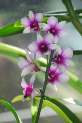 orchid 007yy.jpg