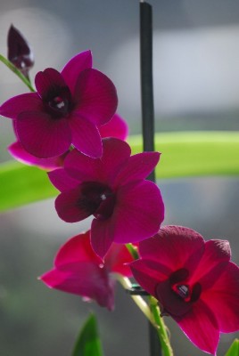 orchid 004yy.jpg