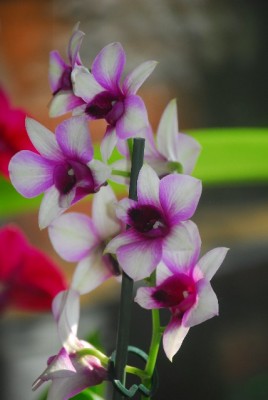 orchid 003yy.jpg
