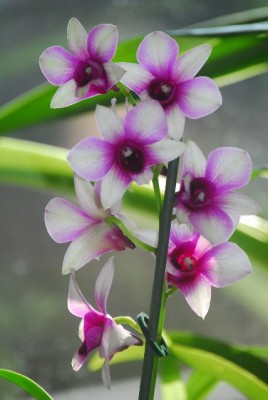 orchid 002yy.jpg