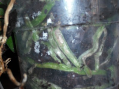 DSCF0053.JPG