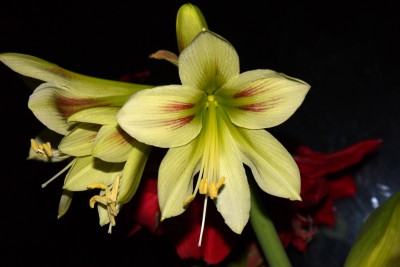 Hippeastrum Graffiti.jpg