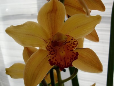 Cymbidium 1-3.jpg