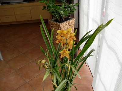 Cymbidium 1-1.jpg