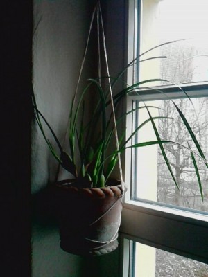 Maxillaria tenuifolia2.JPG