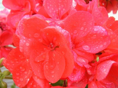 redpelargonium.JPG