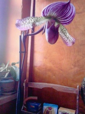 frauenschuh orchidee.JPG