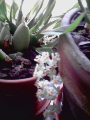 Oncidium tiny twinkle2.JPG